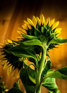 Sunflower photo by Sam Tench