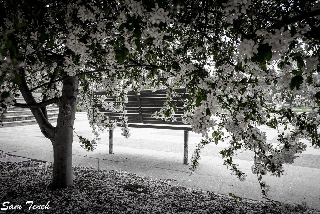 Park bench photo by Sam Tench