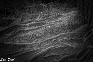 Tree roots by Sam Tench