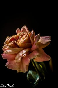 dying flower by Sam Tench